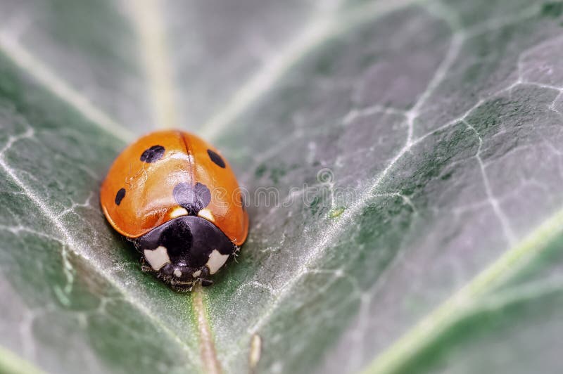 Coccinella septempunctata,叫作七斑点瓢虫、七被察觉的瓢虫、C-7或者七斑点瓢虫 免版税库存照片 Coccinella septempunctata,叫作七斑点瓢虫、七被察觉的瓢虫、C-7或者七斑点瓢虫 免版税库存照片